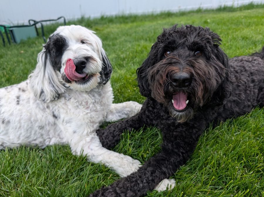 Zen, a white shaggy dog, licking her nose next to Zelda, a black curly doodle, both lying on green grass