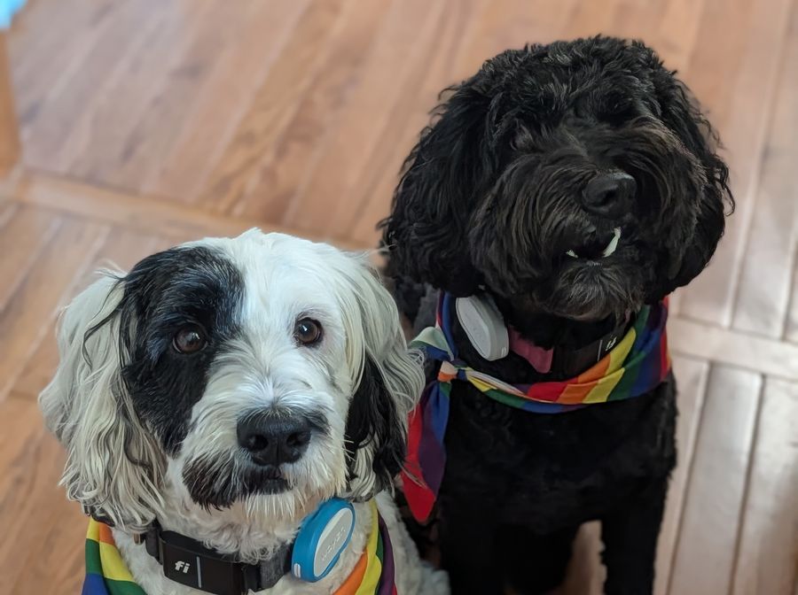 Zen and Zelda sitting together wearing matching rainbow bandanas