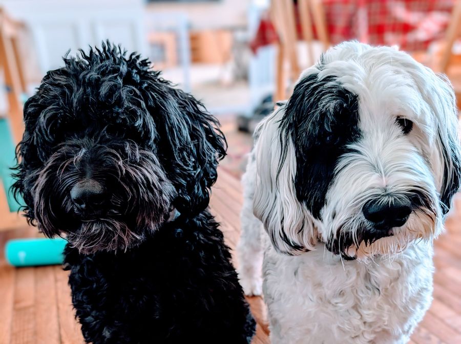 Zelda, a black curly doodle, and Zen, a white shaggy dog with a black patch over one eye, standing side by side on a wood floor