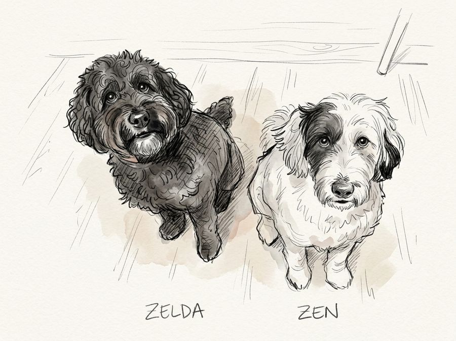 Pencil and watercolor sketch of Zelda, a black curly doodle, and Zen, a white shaggy dog with black ears, sitting side by side and looking up