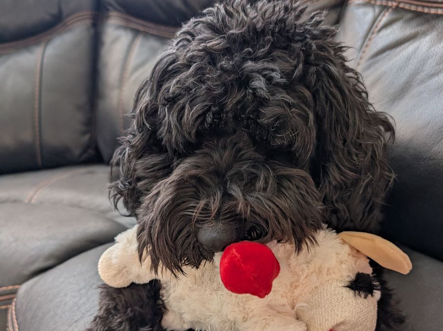 Zelda curled up on a leather couch, hugging a fluffy stuffed lamb toy