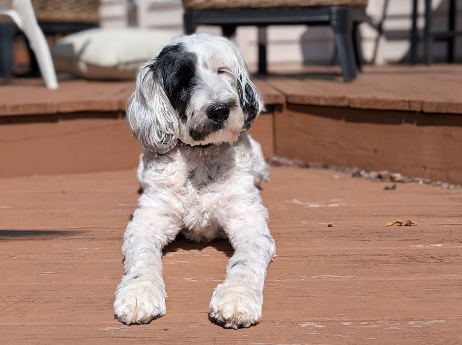 Zen lying on a sunny wooden deck with her front paws stretched out
